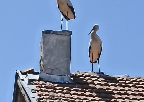 Malko Tarnovo House | Къща за гости Пантови