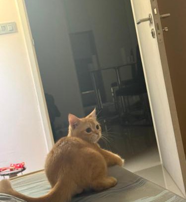 Historic George Town Apartment | Прикол