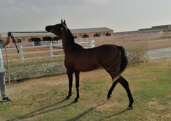 Al Wathba Other | شاليهات العاصمة