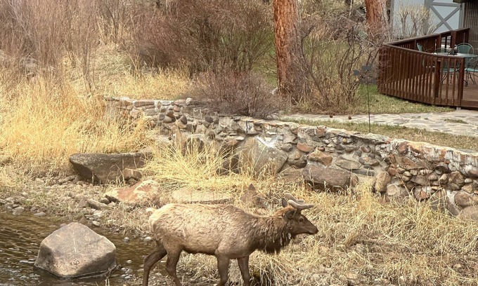 Drake Cottage | 1 bed Cabin on the Big Thompson River 5 min to Estespark with hot tub and grill