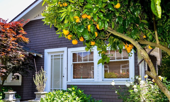 Mill Valley Cottage | 1 BR Large and sunny Garden Cottage in Downtown Mill Valley