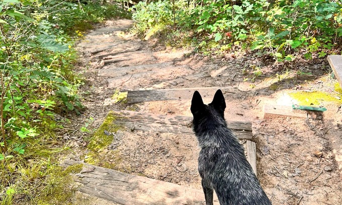 Booneville Cabin | 10-Acre Adventure Lodge w/River Valley View on 10 Acres - Cozy/Romantic/Family