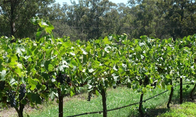 Pokolbin Ski Chalet | 2 Bedroom Cottage overlooking the Vineyard