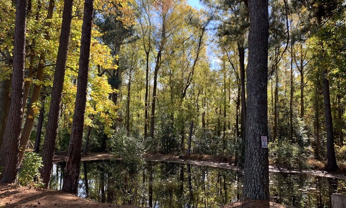 Willow Spring House | 3BR King Bed Tranquility ❤️Pond & Screened Porch