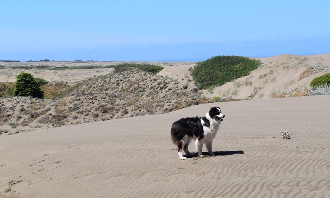 Fort Bragg House | A Little Hidden Gem. All-Cedar, Dog Friendly Home, Hot Tub & Short Walk to Beach