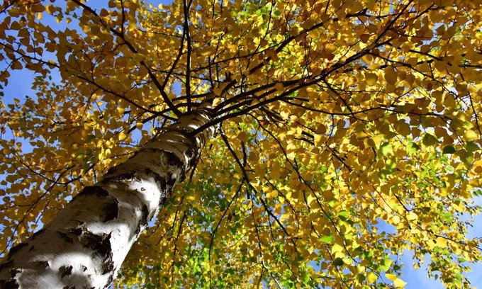 Villa Pehuenia Apartment | ABEDULES CABAÑAS PEHUENIA