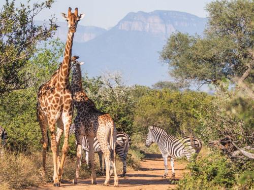 Hoedspruit Cabin | Afrikaya Bush Lodge