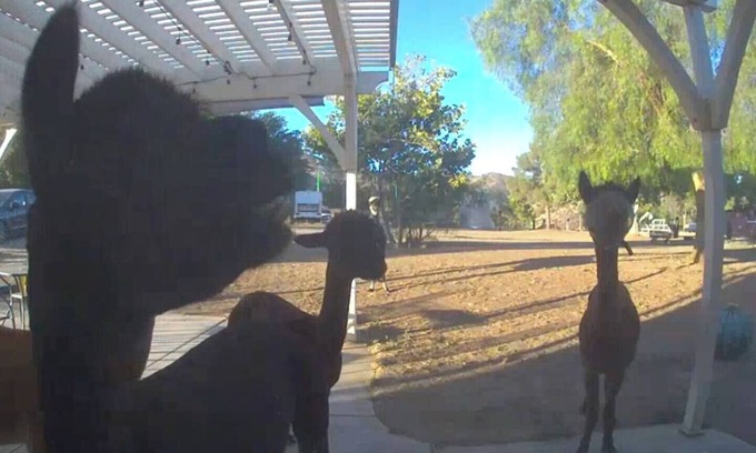 Agua Dulce House | Alpaca Rustic Ranch-peaceful & breathtaking views