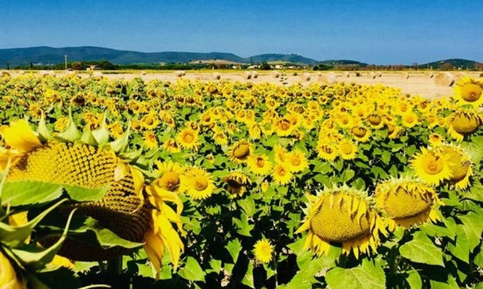 Campiglia Marittima Apartment | Apparamento La Tartaruga, in a Tuscan farmhouse 5 km from the sea at Baratti