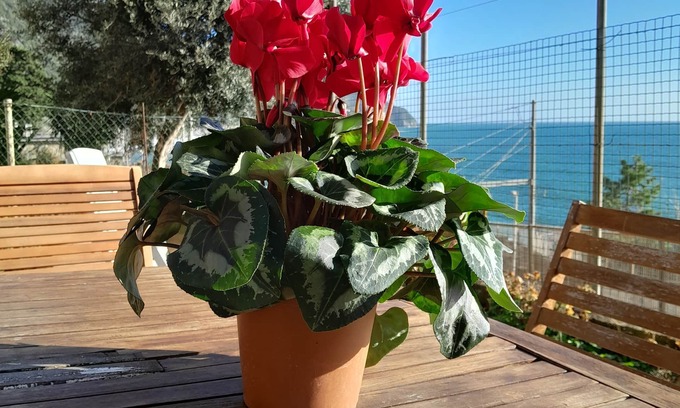 Corniglia Apartment | ARIANNA'S HOUSE full of light and sunshine in beautiful Corniglia (Cinque Terre)