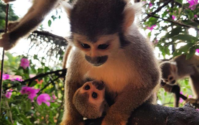 Villavicencio Hotel | Balneario Chorillano