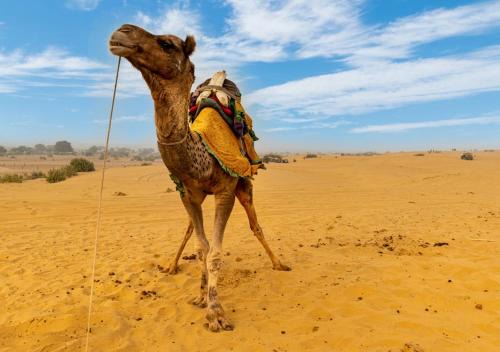 Sam Other | Barkha Desert Safari Camp