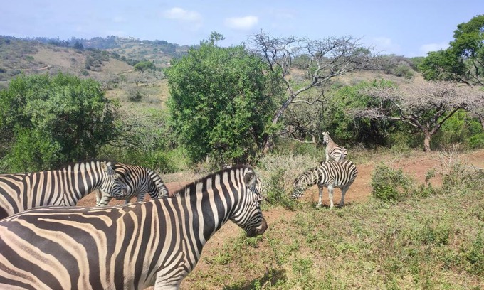 Southport Apartment | Beachfront Old Trees Paradise