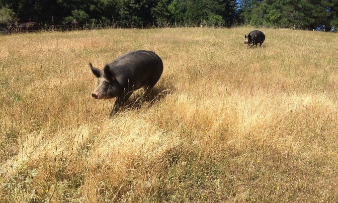 Occidental House | Beautiful Flat in Western Sonoma's redwood hills with hot tub, pets ok
