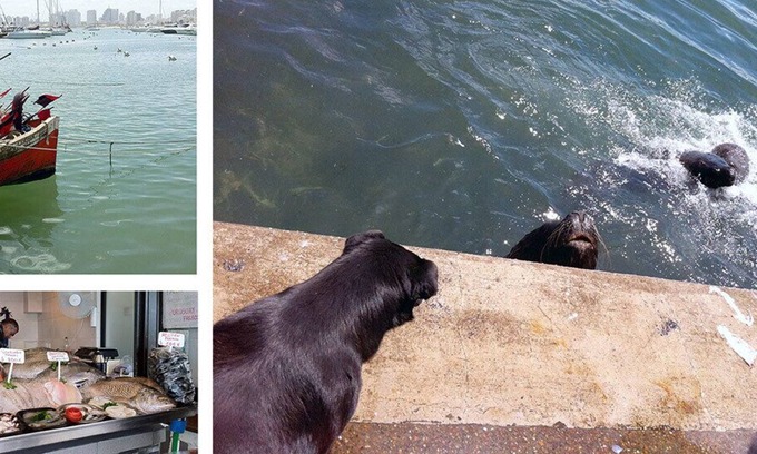 El Pejerrey Other | Between the ocean and the lake