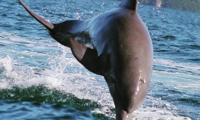 Bocatorito House | Bliss and Tranquility await in Dolphin Bay