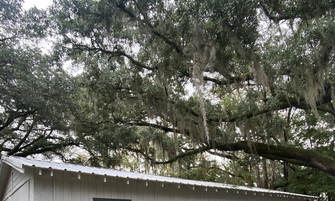 Olde Town Cottage | Bluffton Lodging surrounded by Lowcountry Landscape