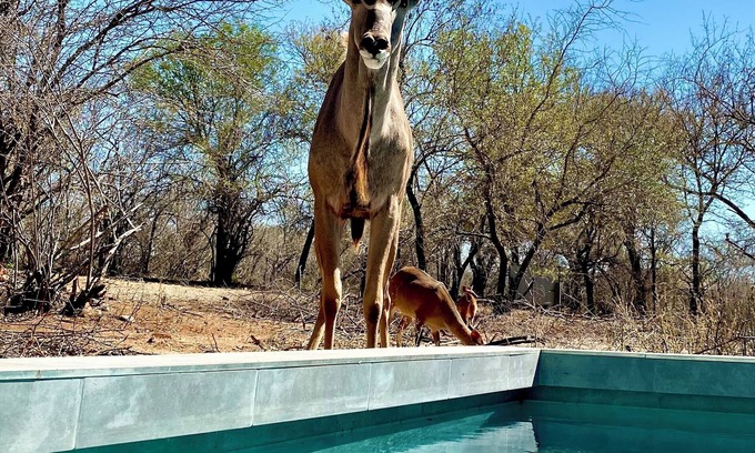 Marloth Park Ski Chalet | Bordering Kruger National Park awaits these luxurious and unique bedsits