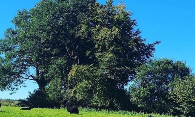 Ilfracombe House | Bramble Cottage on the edge of Exmoor
