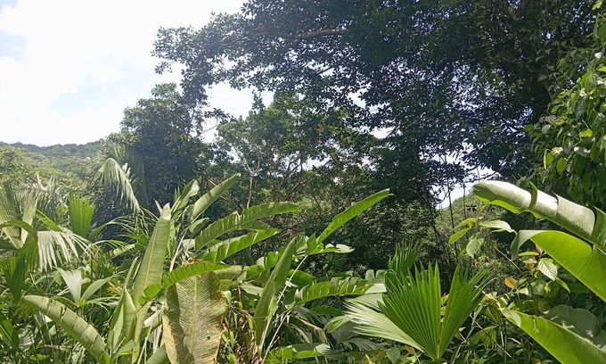 Dibulla Cabin | Cabaña Nuisuni
