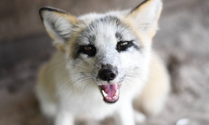 Trilby Cabin | Cabin At A Wildlife Sanctuary - Diego’s Cabin