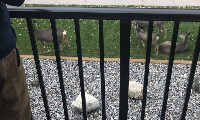 Heise Cabin | Cabin by the South Fork of the Snake River- Sleeps 4 Fishing, skiing, MTN Biking