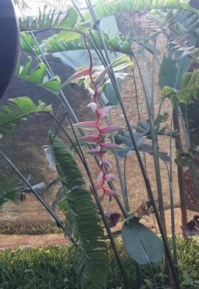 Pavones House | Cabinas las Gemelas