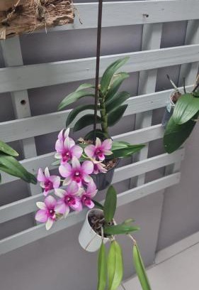 Tres Vendas Villa | Cantinho das Orquídeas!