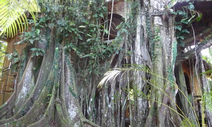 Cahuita House | caribbean jungle tree house