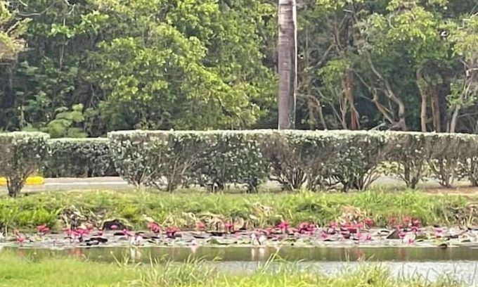 Lowlands House | CaribBliss Suite - Tobago Plantations Penthousenn