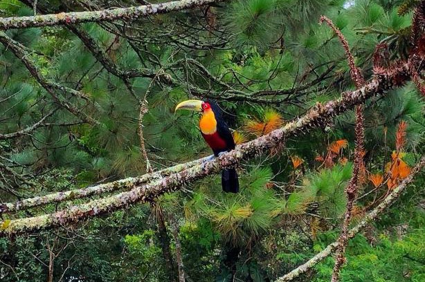 Fazenda Inglesa House | Casa Fazenda Inglesa Petrópolis RJ