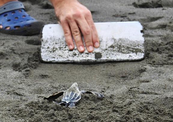 Barra de Pacuare Cabin | Casa Grande at Pacuare Reserve