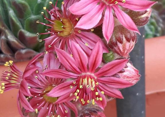 La Puebla de Valverde House | Casa Rural El Rincón de Diego