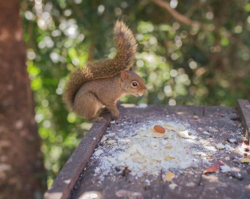 Campos do Jordao Ski Chalet | Chalés Fora de Estrada