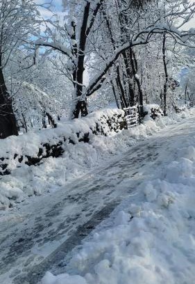 Srinagar House | Conifer view guest house