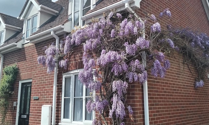 Colchester Cottage | Cottage Style house in a Central Location for all the local amenities