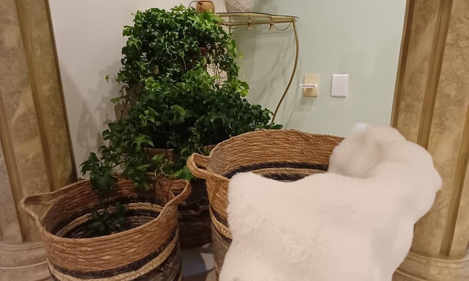 Pomerode House | Cozy 3-bedroom house in downtown Pomerode - Guesthouse - Accommodation