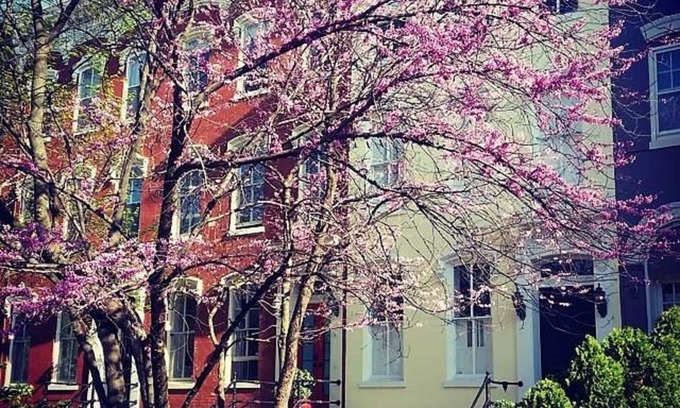 Capitol Hill Apartment | Cozy Capitol Hill Garden Apartment, behind Capitol