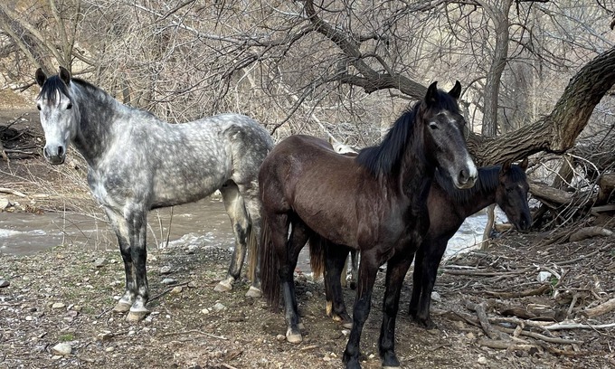 Keene House | Cozy RV with 2 bedrooms and WiFi, AC in Pleasant Caliente with creek access