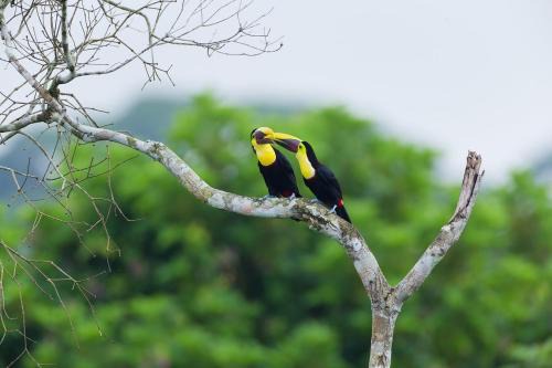 Cerro Azul Ski Chalet | Cozy Tiny Home in Cerro Azul, Panama