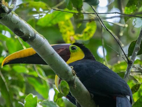 Pejibaye Other | Digrú Spaa