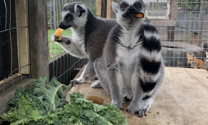 Trilby Apartment | Duck Haven - Wildlife Sanctuary - 5 miles to I75