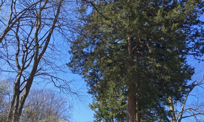 Ste Genevieve House | Experience this cozy & quiet bungalow w/antique typewriters & local made quilts