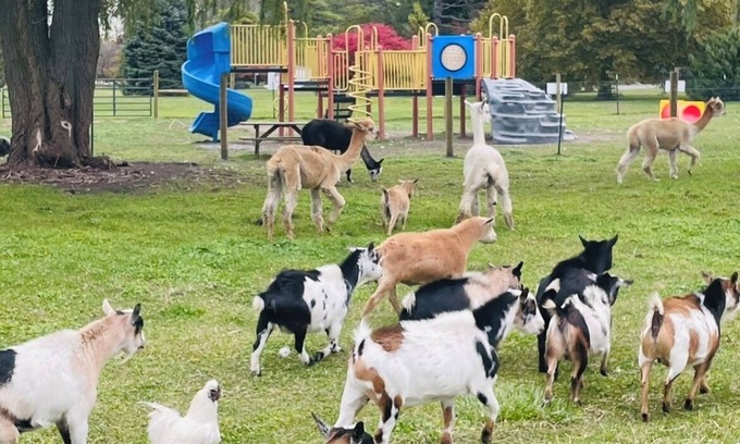 Sandusky House | Families, Private Farm, Event Space, Petting Zoo onsite, Cedar PT sports center