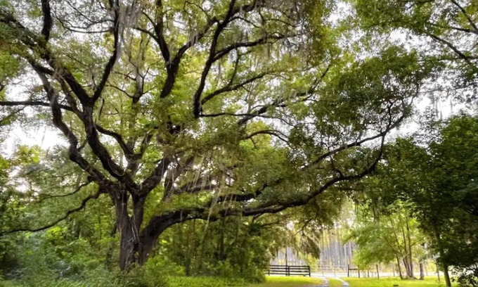 Williston House | Family Friendly 3/2 Cottage Nestled Among the Oaks