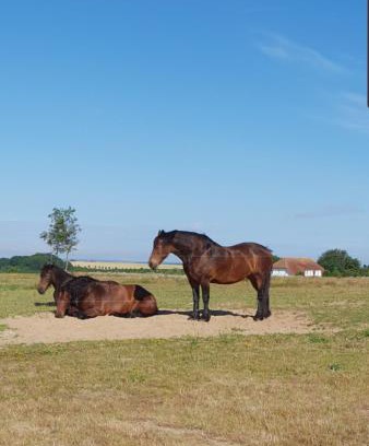 Neddesitz Apartment | Ferienapartment Wiese & Meer auf Rügen
