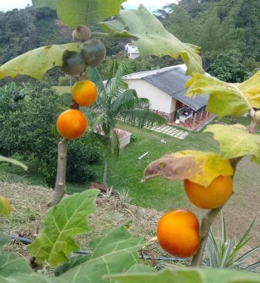 Coffee Triangle Other | Finca La Palma