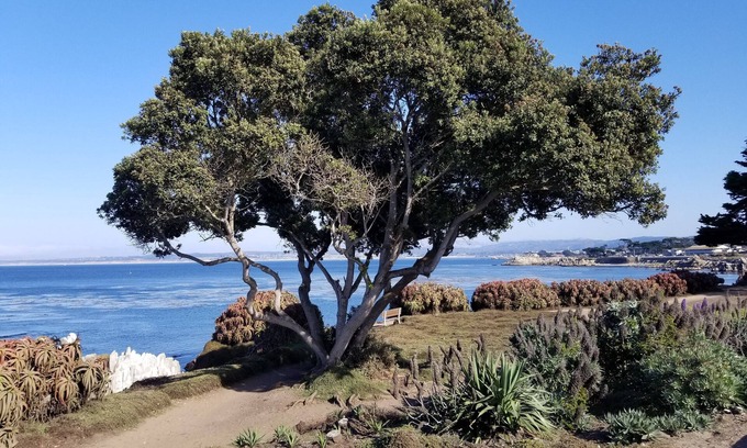 Pacific Grove Cottage | Forest Cottage on 1/4 Acre