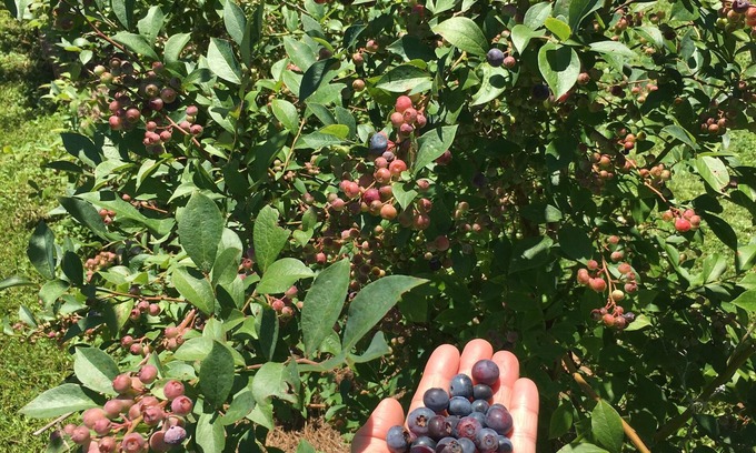 Brevard Cottage | "Glamping" with Hot Tub and Fire Pit