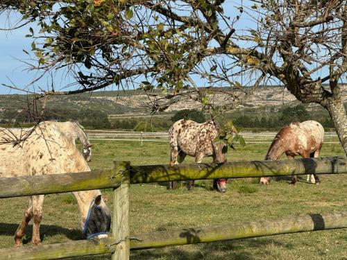 Still Bay Ski Chalet | Gratitude Wellness Village - The Cottages